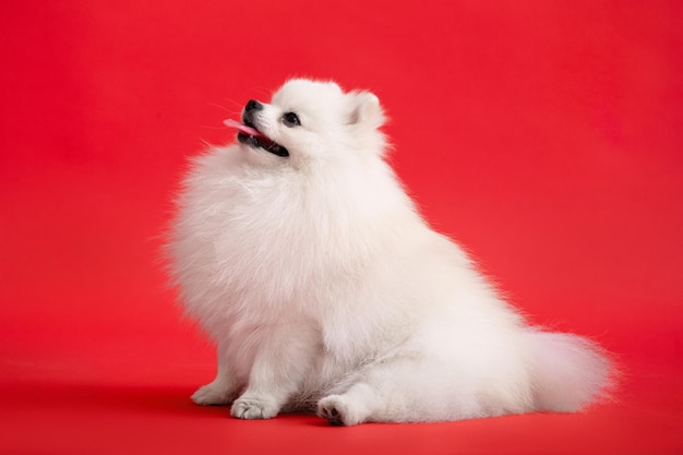 Dog breed pomeranian spitz funny sits on a red background