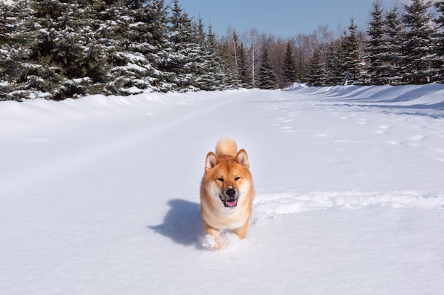 Dog breed red Shiba inu walking in winter forest