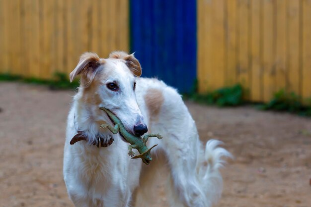 犬はおもちゃを口にしたロシアのグレイハウンドを飼育している