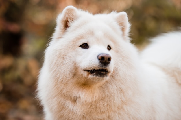 自然の風景の中の犬種サモエド