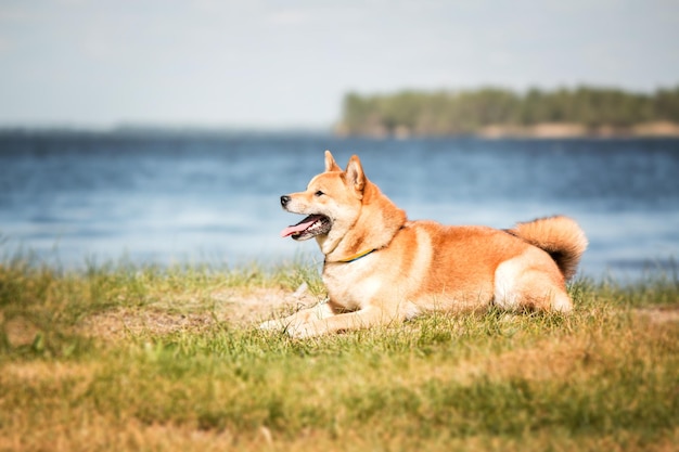 Photo dog breed shiba inu sitting on the pond background