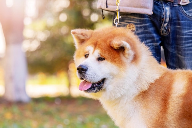 Dog breed shibainu in the park near his master on a leash