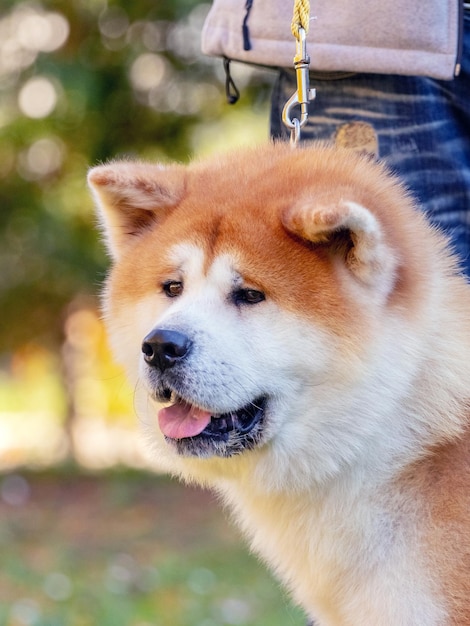 Dog breed shibainu in the park near his master on a leash