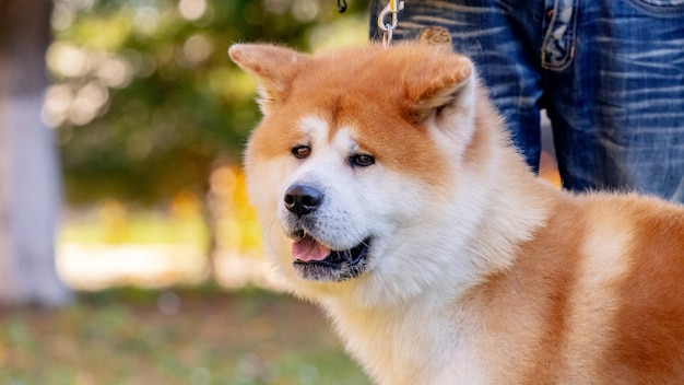 Dog breed shibainu in the park near his master on a leash