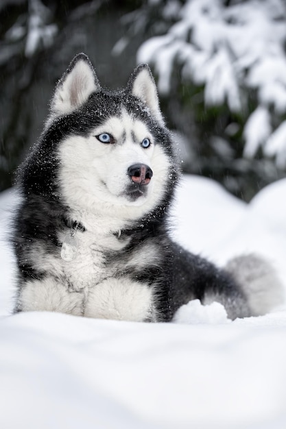 Dog of breed siberian husky. Husky dog in winter forest.