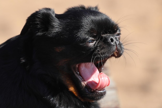 Собака породы гладкошерстный гриффон зевает крупным планом портрет