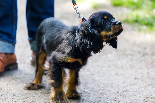 Dog breed spaniel walks on a leash. high quality photo