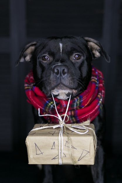 Photo dog of breed staffordshire bull terrier, black, carrying gift box