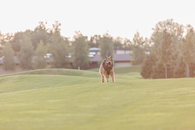 Dog breed Tibetan Mastiff on the grass