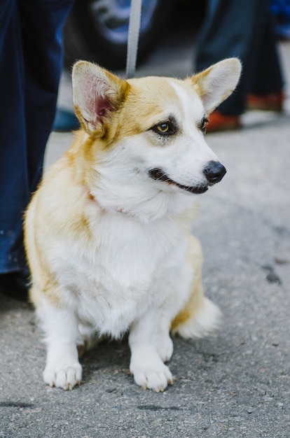 写真 散歩中の犬種ウェルシュ・コーギー・ペンブローク