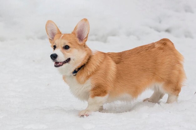 Dog breed Welsh Corgi Pembroke runs through snow