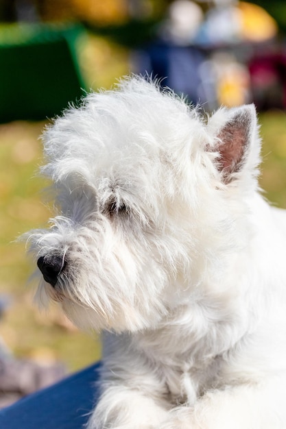 Cane di razza west highland white terrier si chiuda all'esterno con tempo soleggiato