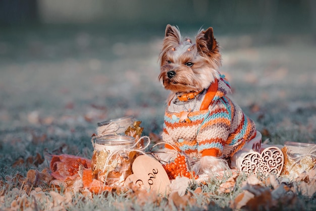 Dog breed Yorkshire terrier sitting in the autumn decor of pumpkins leaves chrysanthem