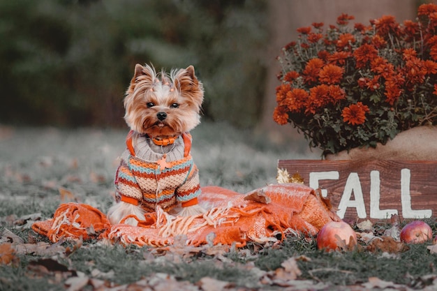 Photo dog breed yorkshire terrier sitting on a a plaid in the autumn decor of pumpkins leaves chrysanthe