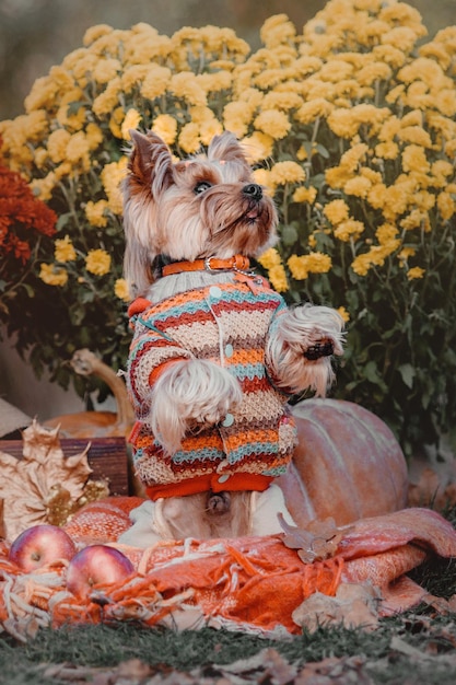 Dog breed Yorkshire terrier sitting on a a plaid in the autumn decor of pumpkins leaves chrysanthe