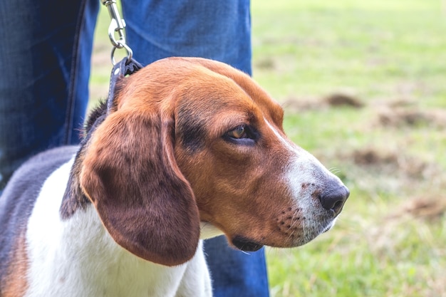 犬はマスターの足元でエストニアの猟犬を繁殖させます、クローズアップの肖像画_