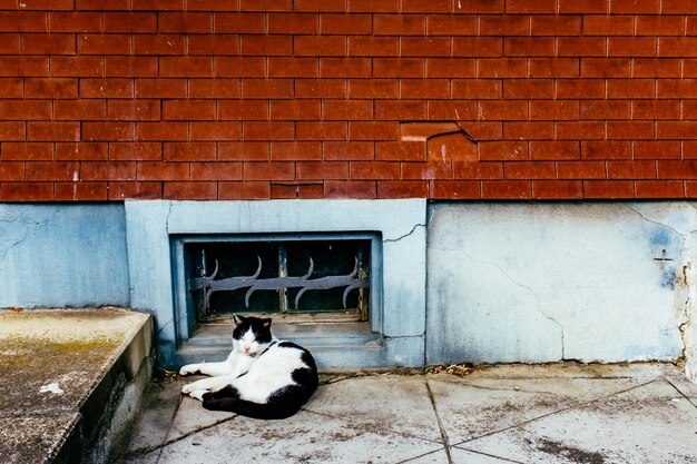 Dog on brick wall