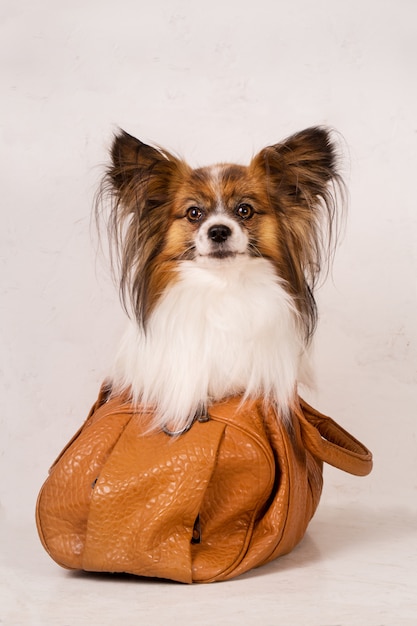 Dog in a brown bag