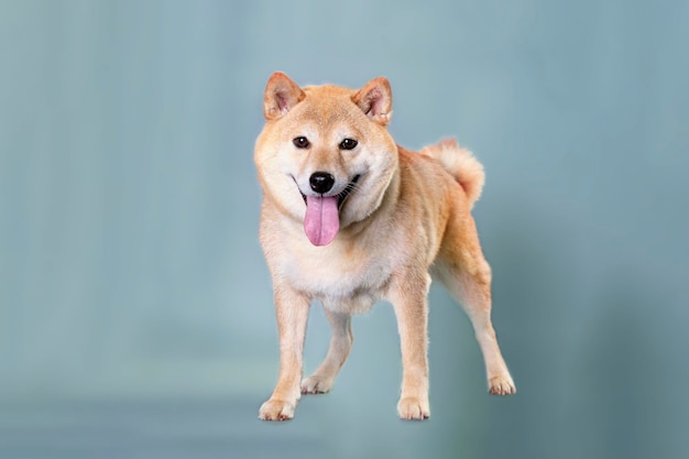 灰色の背景に茶色のオレンジ色の柴犬の犬が立っています。