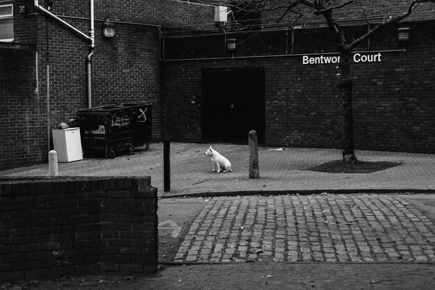 Photo dog by garbage bin on walkway