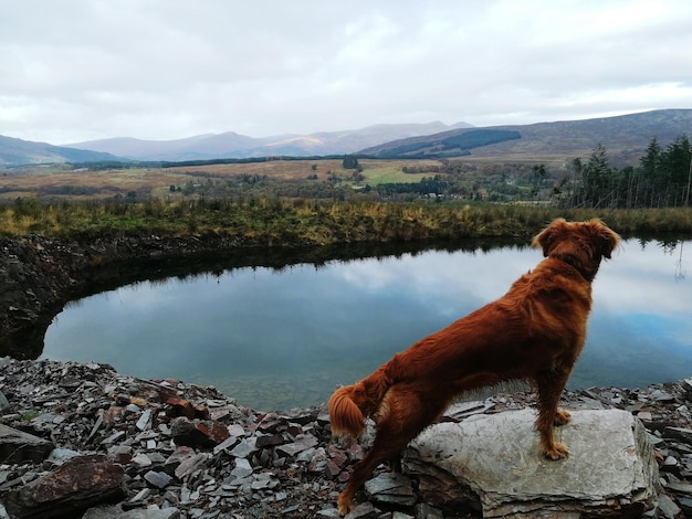 Foto cane al lago contro il cielo