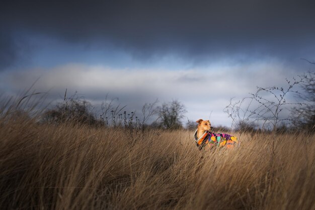 Photo dog by plants against sky