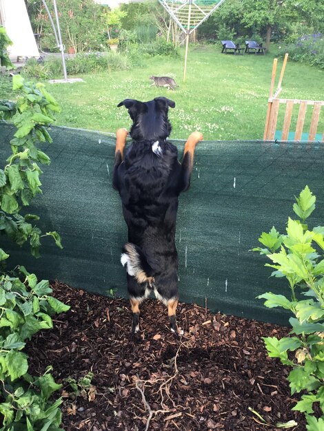 写真 庭の植物の近くにいる犬