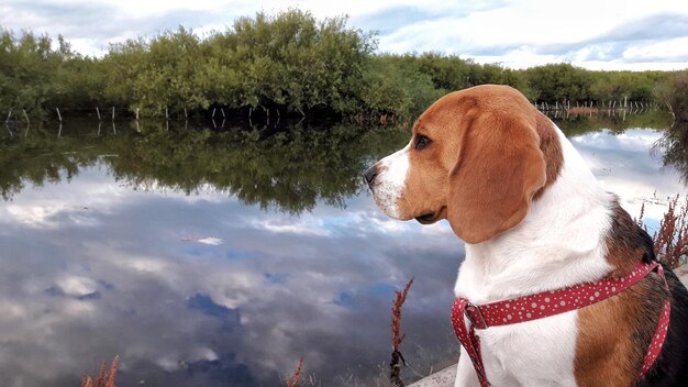 Photo dog by trees against sky