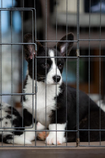 A dog in a cage that has a black nose and a white patch on its face.