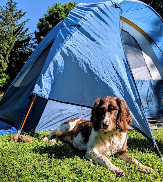 Photo dog at a camp