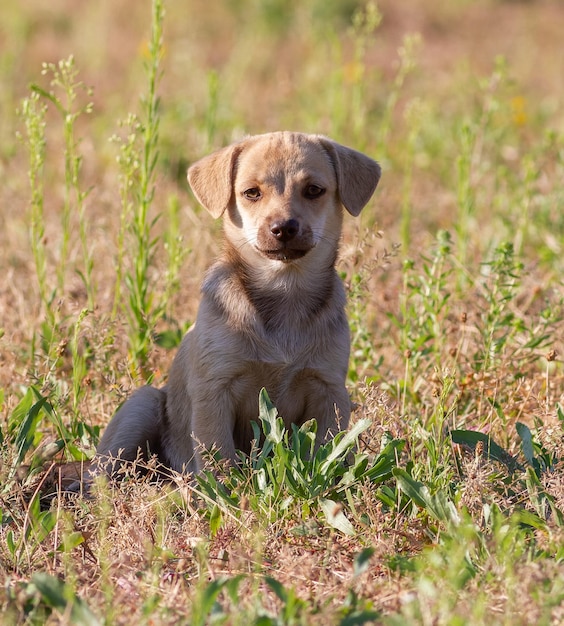 犬 Canis ファミリアリス 子犬が草の中に座ってレンズをのぞき込む