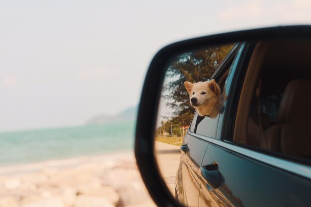 Photo dog in car