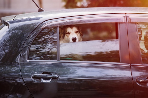 車で犬