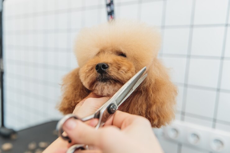 Photo サロンでの犬の犬の世話グルーミング高品質の写真