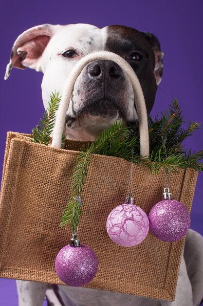 Foto un cane in occhiali da carnevale tiene una borsa con un albero di natale e palle di natale shopping per le vacanze di capodanno