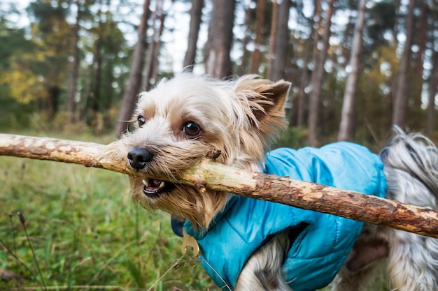 犬は棒を運ぶ