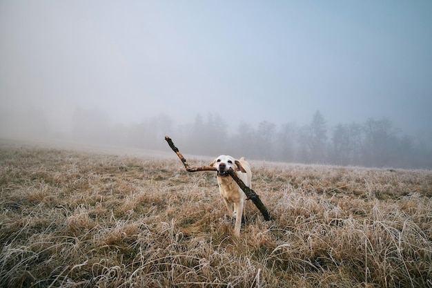 Foto cane che porta un ramo sul campo