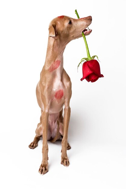 Photo dog carrying rose in mouth while sitting against white background
