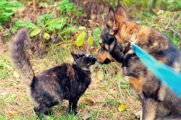 Dog and cat are best friends playing together outdoor