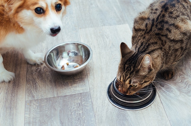 Cane e gatto vengono mangiati insieme in cucina. avvicinamento