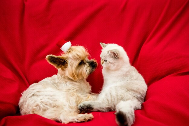 Cane e gatto nella decorazione natalizia felice anno nuovo e buon natale
