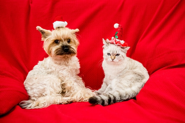Dog and cat in christmas decoration Happy new year and merry Christmas