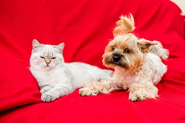 クリスマスの装飾の犬と猫明けましておめでとうとメリークリスマス