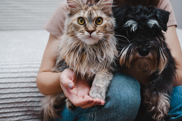 Photo dog and a cat in the hands of their owner