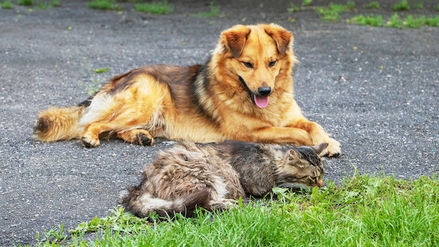 Dog and cat lying on the alley in the garden near the green grass