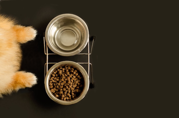 Photo dog or cat paws and bowl with dry food and water