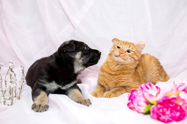 Собака и кошка Щенок размером с рыжую кошку