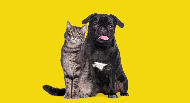 Dog and cat Sitting together The pug is panting and look happy both are looking at the camera Isolated on yellow background