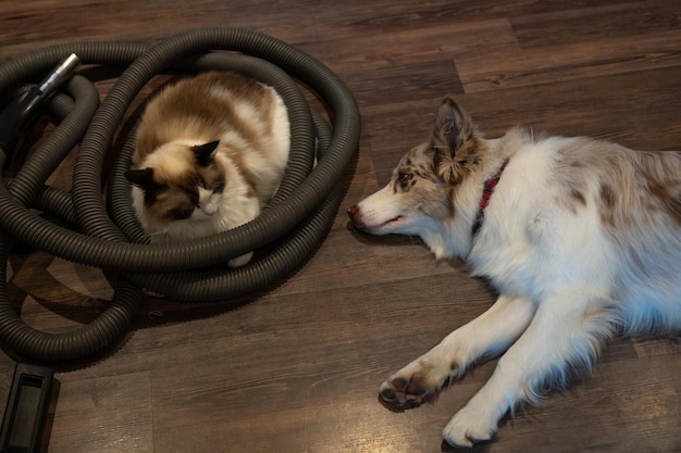 Dog and cat in the vacuum cleaner