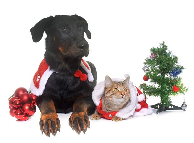 白い背景にクリスマスコスチュームを着た犬と猫